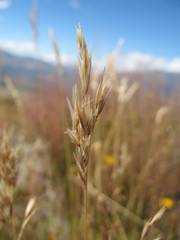 Rytidosperma buchananii