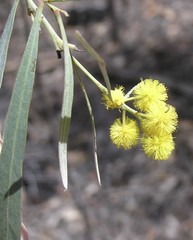 Acacia neriifolia