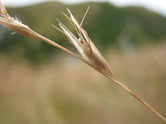 Rytidosperma merum