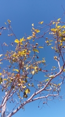 Sclerocroton