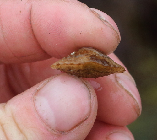 Terebratalia transversa