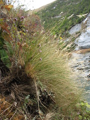 Rytidosperma setifolium