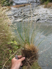 Rytidosperma setifolium
