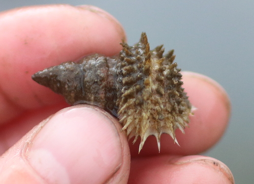 Cancellate Hairysnail