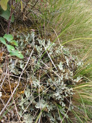 Rytidosperma setifolium