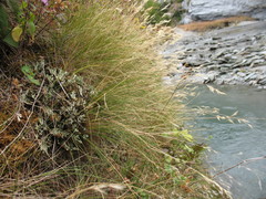 Rytidosperma setifolium