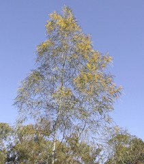Acacia neriifolia