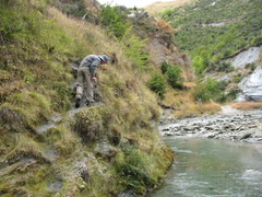 Rytidosperma setifolium
