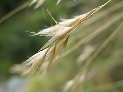 Rytidosperma setifolium