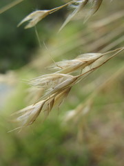 Rytidosperma setifolium