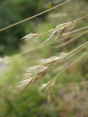 Rytidosperma setifolium