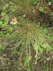 Rytidosperma setifolium