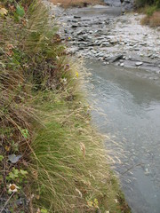 Rytidosperma setifolium