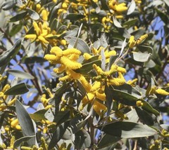 Acacia pubifolia