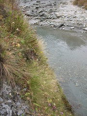 Rytidosperma setifolium