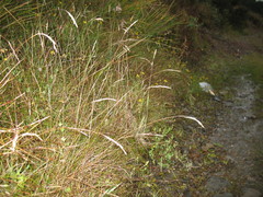 Rytidosperma buchananii