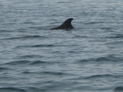 Delphininae
