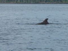 Delphininae