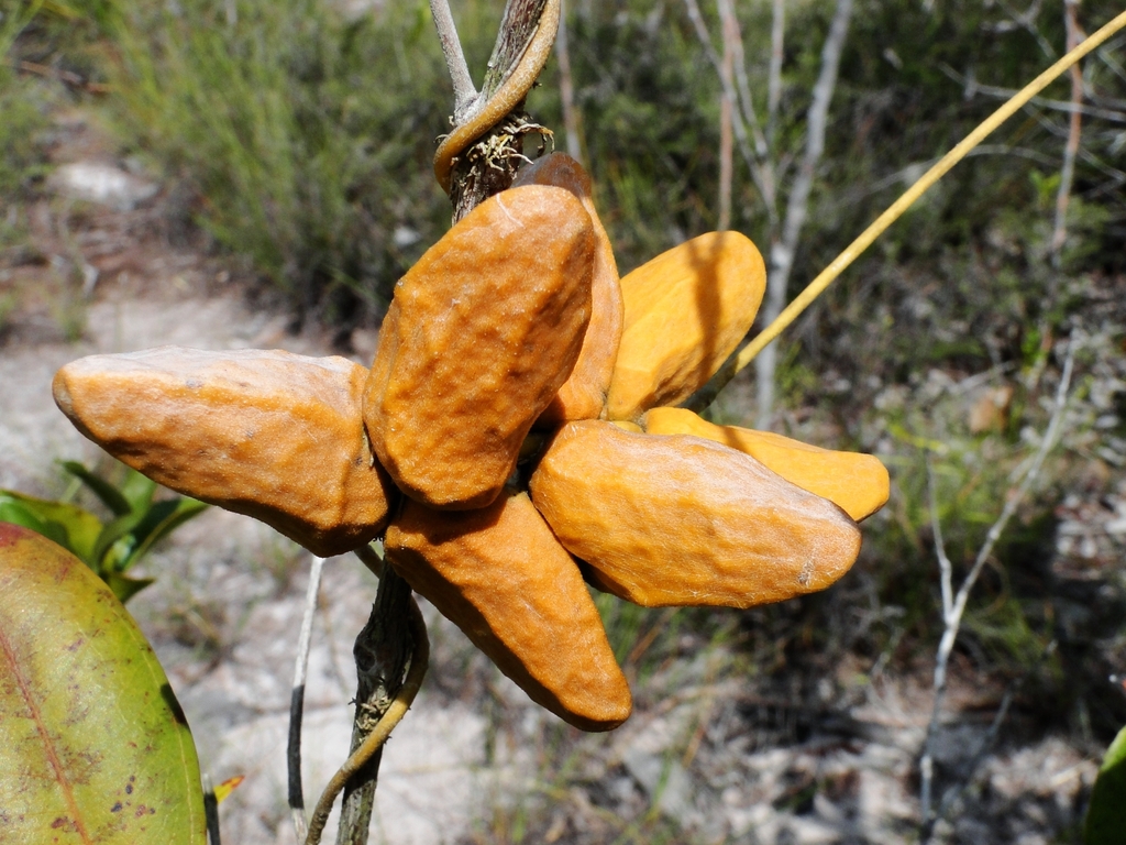 Malayan Urn Vine