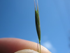 Rytidosperma unarede