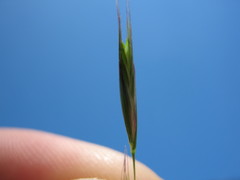 Rytidosperma unarede