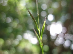 Rytidosperma unarede