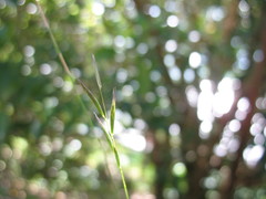 Rytidosperma unarede