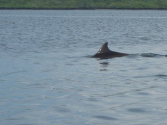 Delphininae