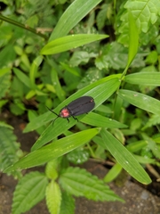 Pyrocoelia formosana