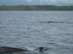 Delphininae