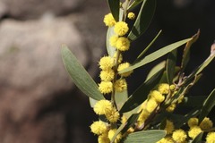 Acacia venulosa