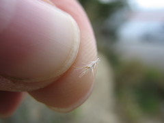 Rytidosperma unarede