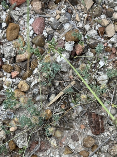 Image of Dalea pogonathera by (c) Chet Burrier, some rights reserved (CC BY)