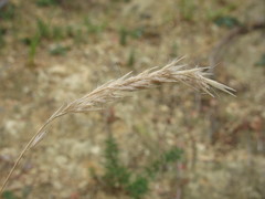 Rytidosperma unarede