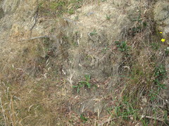 Rytidosperma unarede