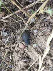 Phymatiotris quadricollis