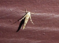 Stathmopoda plumbiflua