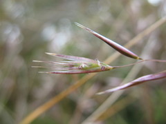 Rytidosperma gracile