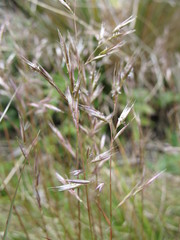 Rytidosperma gracile