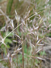Rytidosperma gracile