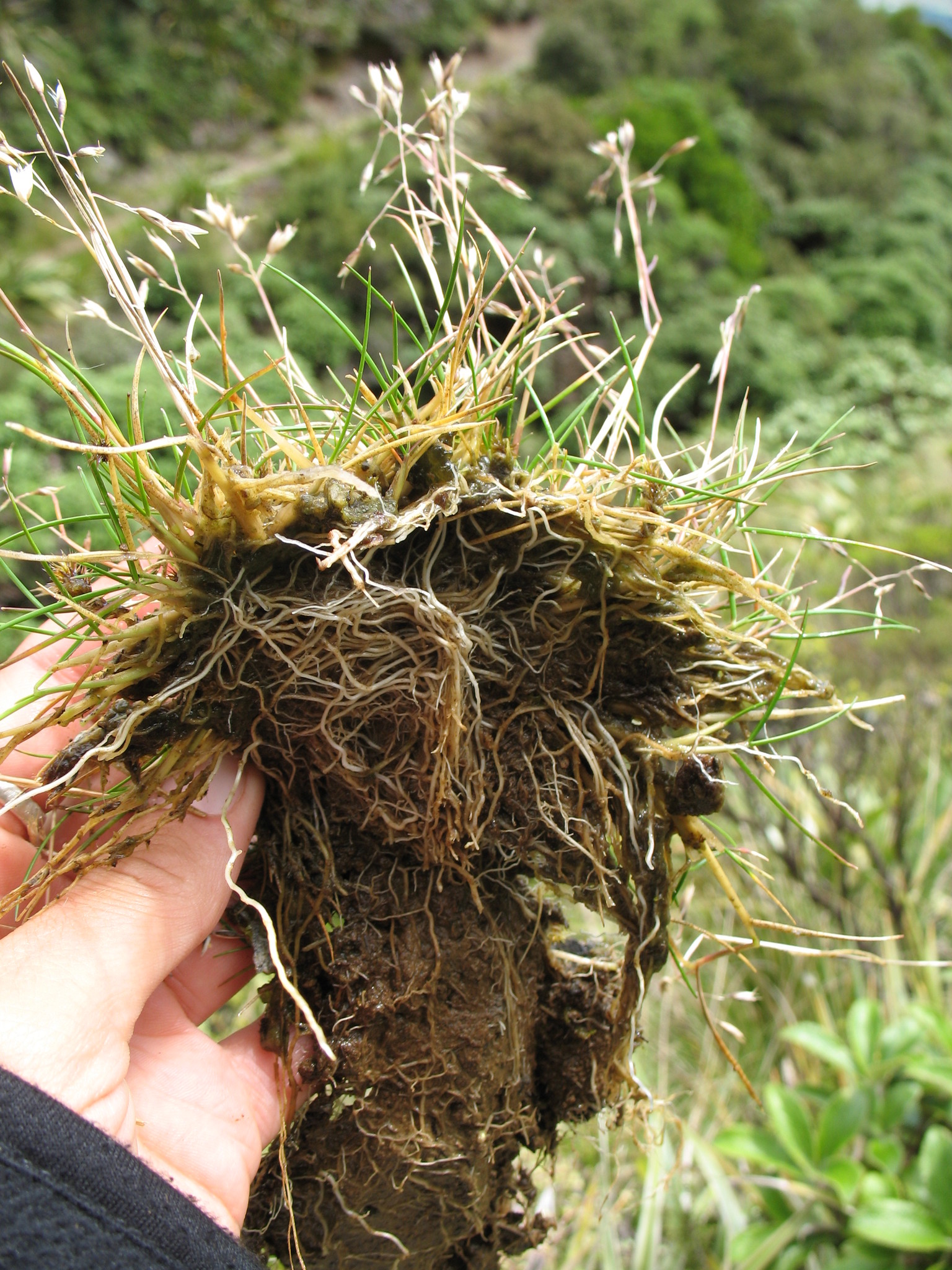 Rytidosperma pulchrum