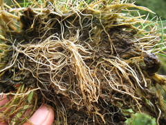 Rytidosperma pulchrum