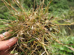 Rytidosperma pulchrum