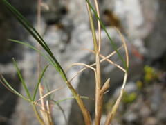 Rytidosperma pulchrum