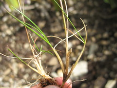 Rytidosperma pulchrum