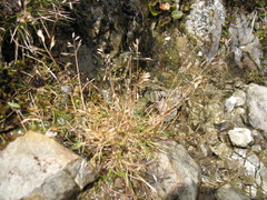 Rytidosperma pulchrum