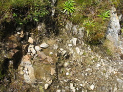 Rytidosperma pulchrum