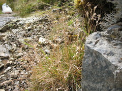 Rytidosperma pulchrum