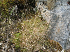 Rytidosperma pulchrum
