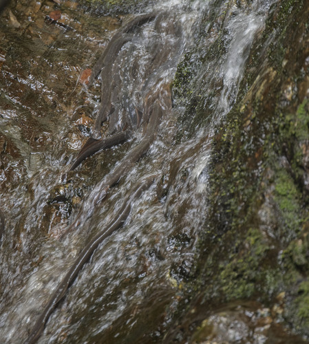 Australian lamprey (Mordacia mordax) — Mordaciidae — 4